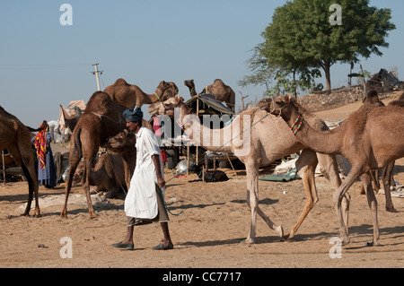 Mann an der Spitze seiner Kamele, Camel Fair, Pushkar, Rajasthan, Indien Stockfoto