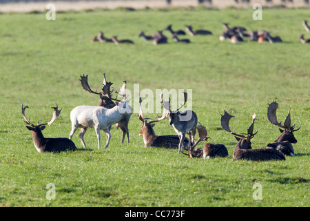 Damhirsch (Dama Dama), eine Herde Böcke ruht, Royal Deer Park, Klampenborg, Kopenhagen, Seeland, Dänemark Stockfoto