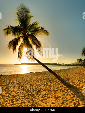 Palme am Strand Stockfoto
