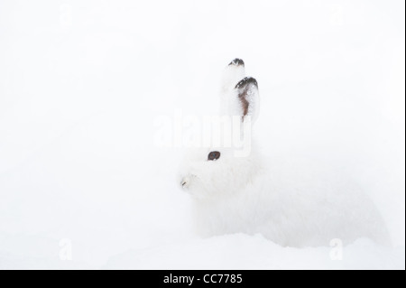 Schneehase (Lepus Timidus lat.) mit weißem Fell sitzen im Schnee im winter Stockfoto
