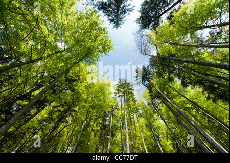 Weitwinkel-Blick auf eine bunte Frühlingswald Stockfoto