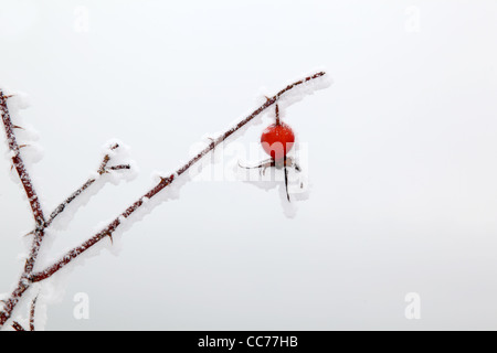 frostigen Hagebutte Frucht Stockfoto