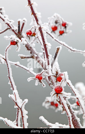 frostigen Hagebutte Frucht Stockfoto