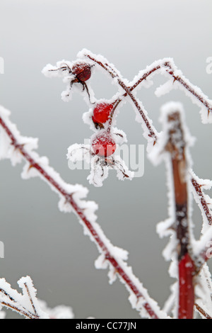 frostigen Hagebutte Frucht Stockfoto