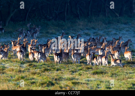 Damhirsch (Dama Dama), Herde auf Warnung, Royal Deer Park, Klampenborg, Kopenhagen, Seeland, Dänemark Stockfoto