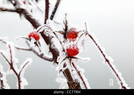 frostigen Hagebutte Frucht Stockfoto