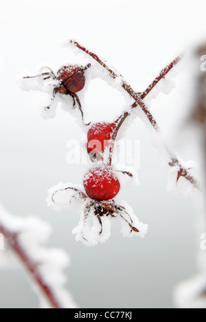 frostigen Hagebutte Frucht Stockfoto