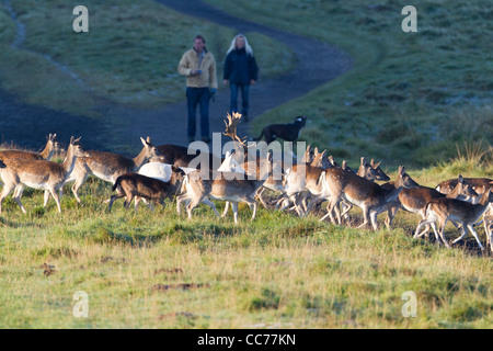 Damhirsch (Dama Dama), Herde auf der Flucht vor Personen und Hund, Royal Deer Park, Klampenborg, Kopenhagen, Seeland, Dänemark Stockfoto