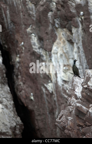 Europäische Shag oder gemeinsame Shag (Phalacrocorax Aristotelis) auf einer Felswand am Bass Rock Stockfoto