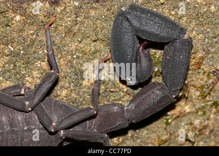 Ein tödlicher Skorpion im peruanischen Amazonasgebiet Stockfoto