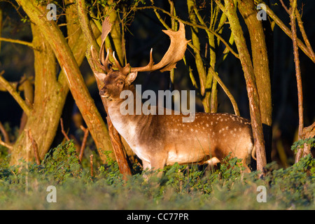 Damhirsch (Dama Dama), Buck am Holz Rand während der Brunft, Royal Deer Park, Klampenborg, Kopenhagen, Seeland, Dänemark Stockfoto