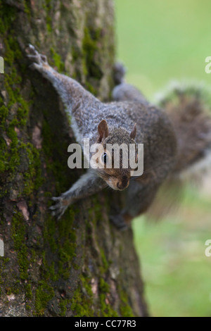 Östliche graue Eichhörnchen oder graue Eichhörnchen (Sciurus Carolinensis) Stockfoto