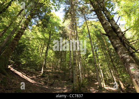 Buchen & Tannen, Irati-Wald, westliche Pyrenäen, Navarra, Spanien Stockfoto