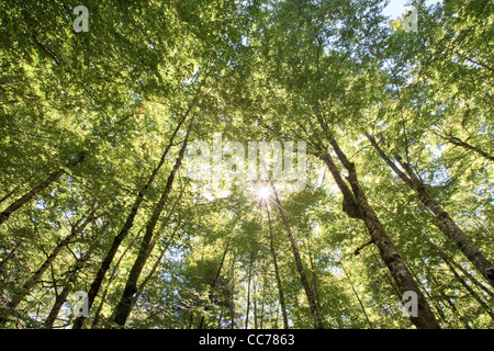 Buchen & Tannen, Irati-Wald, westliche Pyrenäen, Navarra, Spanien Stockfoto