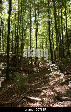 Buchen & Tannen, Irati-Wald, westliche Pyrenäen, Navarra, Spanien Stockfoto