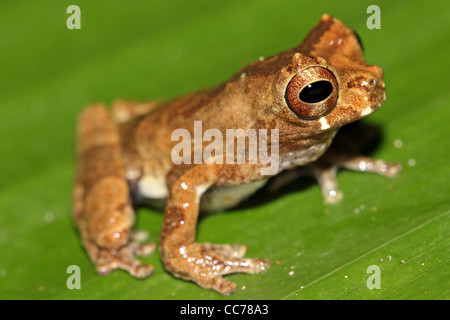 Eine niedliche kurze Spitzen Treefrog (Dendropsophus Parviceps) im peruanischen Amazonas isoliert auf grün mit viel Platz für text Stockfoto