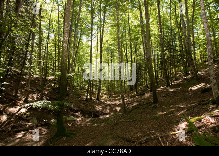 Buchen & Tannen, Irati-Wald, westliche Pyrenäen, Navarra, Spanien Stockfoto