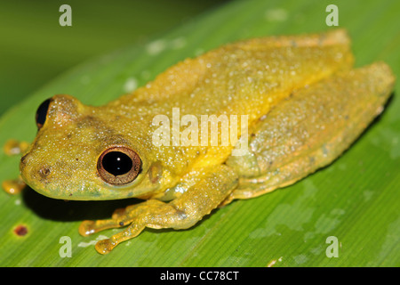 Eine niedliche Amazon Snouted-Frosch (Scinax Ictericus) in den peruanischen Amazonas-viel Platz für text Stockfoto