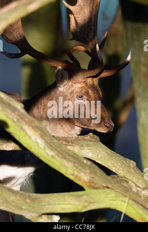 Damwild, Rotwild (Dama Dama), Portrait der Hauptstadt Buck, Royal Deer Park, Klampenborg, Kopenhagen, Seeland, Dänemark Stockfoto