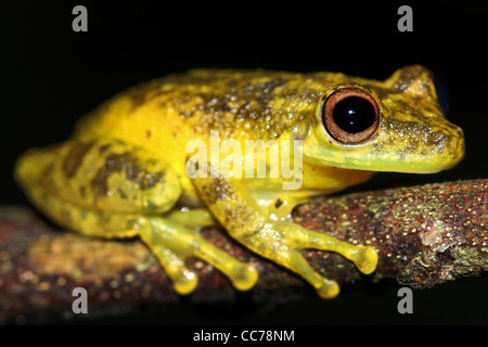 Eine niedliche Amazon Snouted-Frosch (Scinax Ictericus) in den peruanischen Amazonas-viel Platz für text Stockfoto