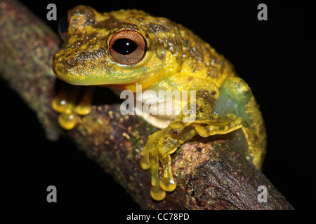 Eine niedliche Amazon Snouted-Frosch (Scinax Ictericus) in den peruanischen Amazonas-viel Platz für text Stockfoto