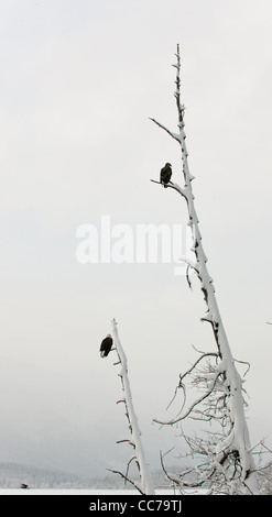 Zwei Adler eines Toten Baumes sitzt auf einem Ast. Haliaeetus Leucocephalus Washingtoniensis. Stockfoto