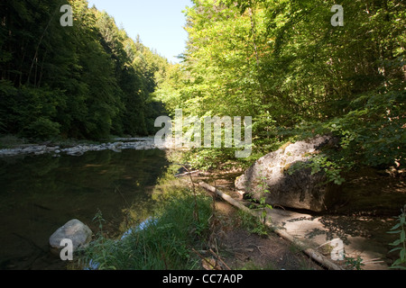 Buchen & Tannen, Irati-Wald, westliche Pyrenäen, Navarra, Spanien Stockfoto