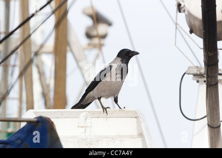 Mit Kapuze Krähe (Corvus Corone Cornix), Perched auf Fischerboot, Gillelje Hafen, Seeland, Dänemark Stockfoto