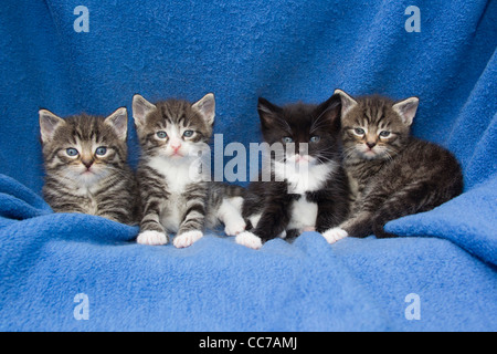 Hauskatze, vier Kätzchen sitzen in einer Reihe auf einer Decke, Niedersachsen, Deutschland Stockfoto