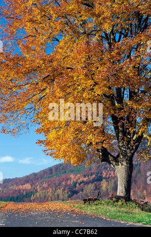 Gemeinsamen Linde (Tilia Europaea), im Herbst Farbe, Hessen, Deutschland Stockfoto