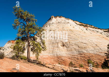 Checkerboard Mesa. malerische Aussicht auf Sandsteinfelsen im Zion Nationalpark, Utah, usa Stockfoto