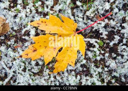Silber-Ahorn (Acer Saccharinum), Blatt auf Frost bedeckten Boden, Niedersachsen, Deutschland Stockfoto
