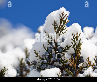 Blaue Beeren auf Kiefer oder Tanne Baum bedeckt im Schnee gegen blauen Himmel Stockfoto