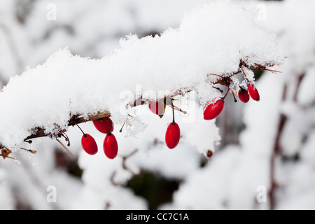 Rot Berberis Beeren mit Schnee bedeckt Stockfoto