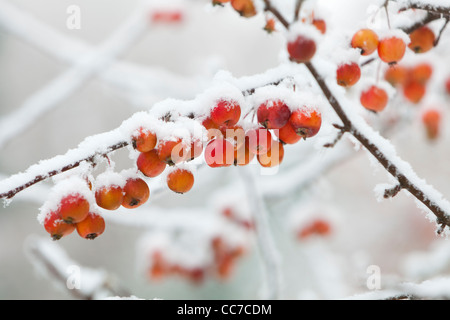 Zier-Apfelbaum (Malus sp.) Obst bedeckt in Frost und Eis, Göttingen, Niedersachsen, Deutschland Stockfoto