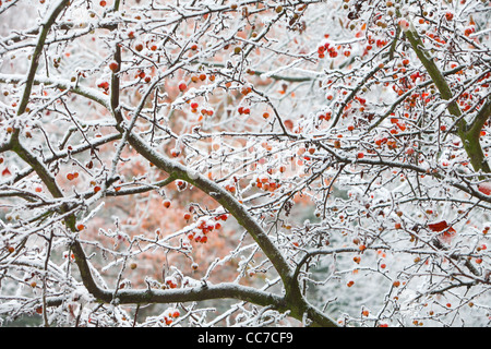 Zier-Apfelbaum (Malus sp.) Obst bedeckt in Frost und Eis, Göttingen, Niedersachsen, Deutschland Stockfoto