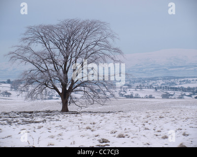 Die Krönung-Baum, eine stattliche Ulmen (Ulmus Procera) in exponierten Lage hoch auf Crosby Ravensworth fiel in Cumbria UK Land Stockfoto