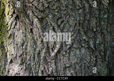 Grobe grau braun Rinde der alten Baum Trauerweide (Salix Babylonica) Stockfoto