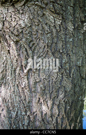 Grobe grau braun Rinde der alten Baum Trauerweide (Salix Babylonica) Stockfoto