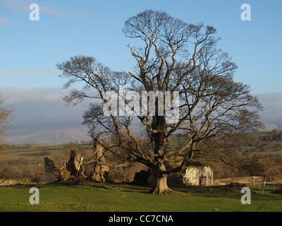 Reifen Sie Winter Bergahorn (Acer Pseudoplatanus) überragt verfallenen Gebäude Stockfoto