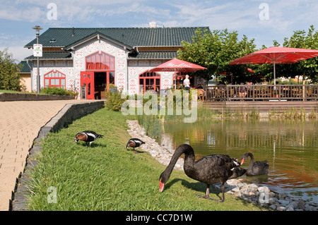 Rosengarten, Bad Langensalza, Thüringen, Deutschland, Europa Stockfoto