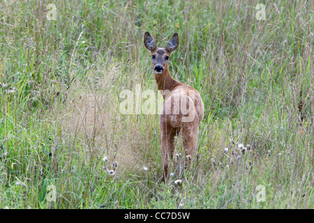 Rie Reh (Capreolus Caprolus), Doe-Alarm lange Gras, Niedersachsen, Deutschland Stockfoto