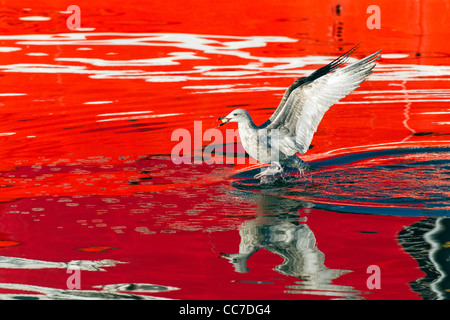 Silbermöwe (Larus Argentatus), aussteigen am Hafen Gewässer und Aufräumvorgang Essen, Gillelije, Seeland, Dänemark Stockfoto