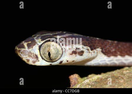 Ein Blunthead Treesnake (Imantodes Cenchoa) aus dem peruanischen Amazonas isoliert mit viel Platz für text Stockfoto