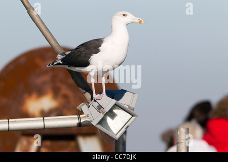 Black-backed Möwen (Larus Fucus), Perched auf Angeln Boot Lampe, Gillelije Hafen, Seeland, Dänemark Stockfoto
