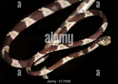 Ein Blunthead Treesnake (Imantodes Cenchoa) aus dem peruanischen Amazonas isoliert mit viel Platz für text Stockfoto