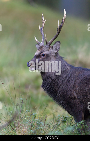 Sika Rotwild (Cervus Nippon), Hirsch, Royal Deer Park, Klampenborg, Kopenhagen, Seeland, Dänemark Stockfoto