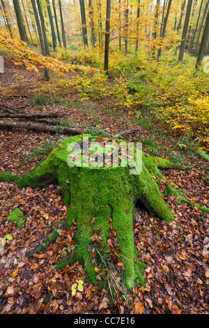 Buche (Fagus Sylvatica), stumpf bedeckt in Moss, Bramwald, Niedersachsen, Deutschland Stockfoto