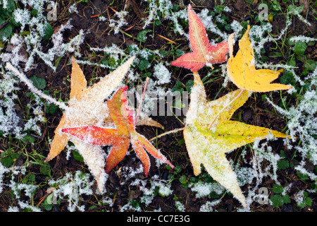 Amberbaum (Liquidambar Styraciflua) Baum, Blätter Fallen auf Boden im Herbst, Covered in Frost, Niedersachsen, Deutschland Stockfoto