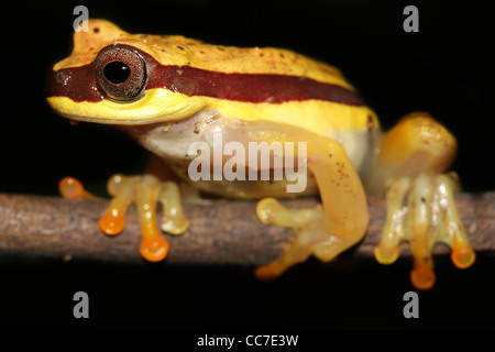 Eine niedliche rote Schürzen Treefrog (Dendropsophus Rhodopeplus) im peruanischen Amazonas isoliert mit Platz für text Stockfoto